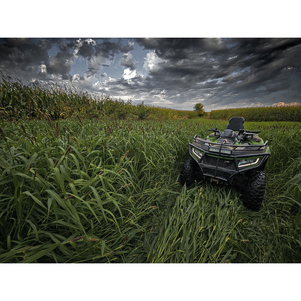 Domain Landing Strip Seed 1/4 Acre