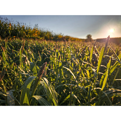 Domain Landing Strip Seed 1/4 Acre